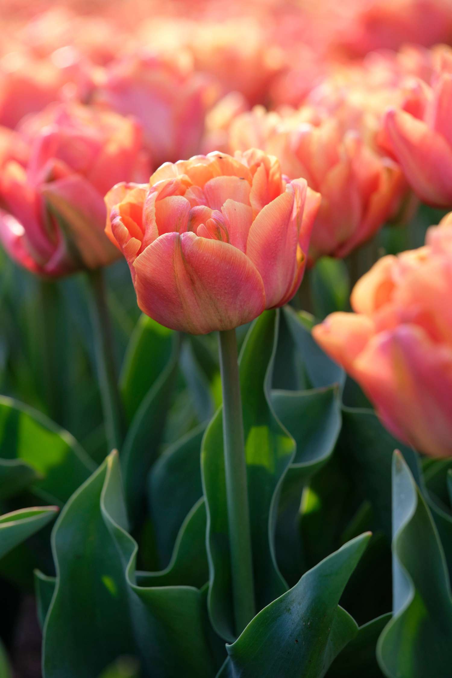 Tulppaani 'Lorenzo'